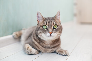 Beautiful cat lying on floor. Concept of pets.