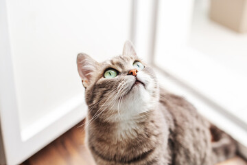 Beautiful cat walks on floor in room. Pets concept.