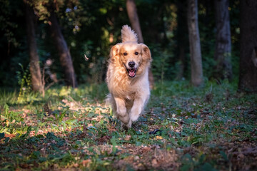 
The Golden Retriever runs happily in the wood illuminated by the setting sun. Concept of freedom and happiness.
