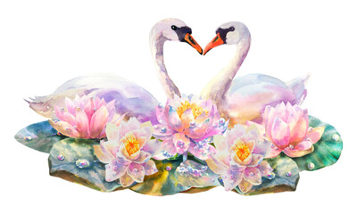 Water lilies and white swans isolated on white background. Watercolor. Illustration. Handmade. Card. Invitation