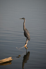 Symposium Victo Et Ses Oies 23 Octobre 2022