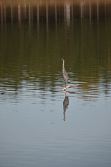 Symposium Victo Et Ses Oies 23 Octobre 2022