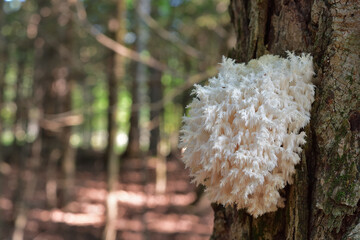 White mushroom on a tree trunk. Saprotrophic fungus. Hericium coralloides commonly known as coral tooth fungus.