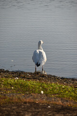 Symposium Victo Et Ses Oies 23 Octobre 2022
