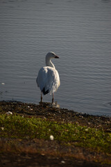 Symposium Victo Et Ses Oies 23 Octobre 2022