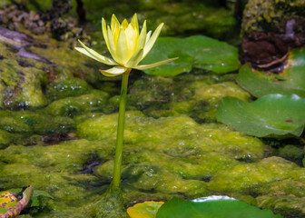 Yellow Waterlily rising above lily pads at the Stella Fenwick Nature Center in Pearland, Texas!