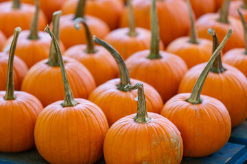 Small Orange Pumpkins for Sale at a Roadside Farm Stand