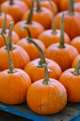Small Orange Pumpkins for Sale at a Roadside Farm Stand