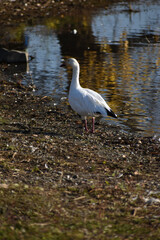 Symposium Victo Et Ses Oies 23 Octobre 2022
