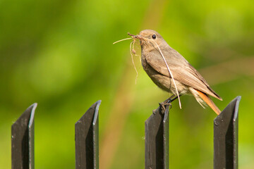 Kopciuszek zwyczajny, kopciuszek (Phoenicurus ochruros)