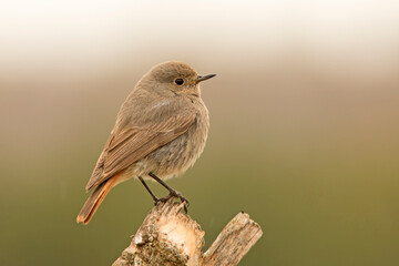 Kopciuszek zwyczajny, kopciuszek (Phoenicurus ochruros)