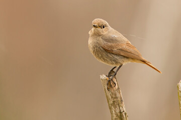 Kopciuszek zwyczajny, kopciuszek (Phoenicurus ochruros)