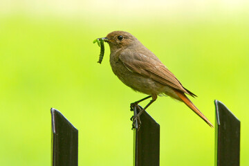 Kopciuszek zwyczajny, kopciuszek (Phoenicurus ochruros)