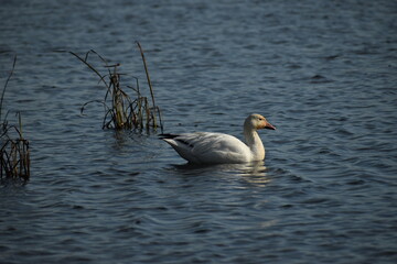 Symposium Victo Et Ses Oies 23 Octobre 2022
