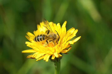 Closeup on a male Pantaloon bee, Dasypoda hirtipes sitting on a yellow flower