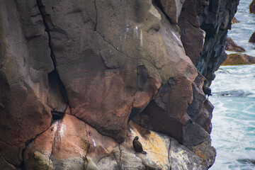 Landscape of the Arnastapi cliffs (Iceland)