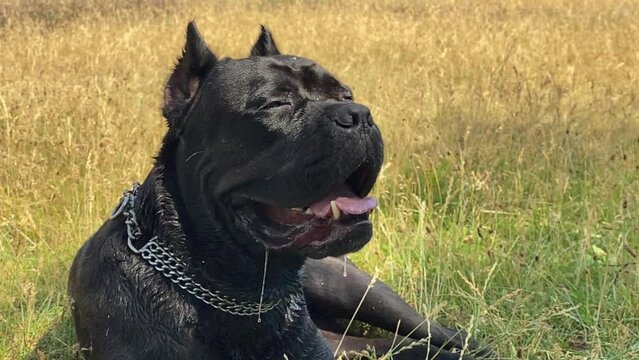 Beautiful black big dog lies on the grass