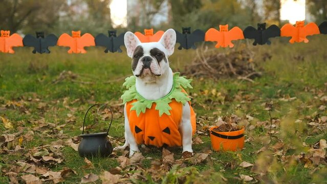 French bulldog dog in a carnival costume participates in the Halloween holiday.