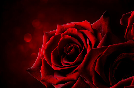 Red rose on a shiny red background