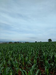 Fototapeta na wymiar corn field with sky and clouds