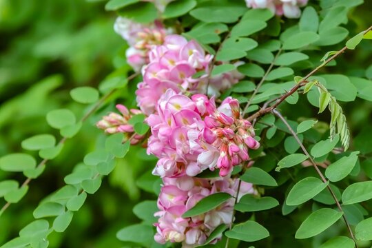 Closeup shot of Robinia hispida plant with green leaves and blurred background