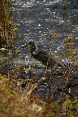 Symposium Victo Et Ses Oies 23 Octobre 2022