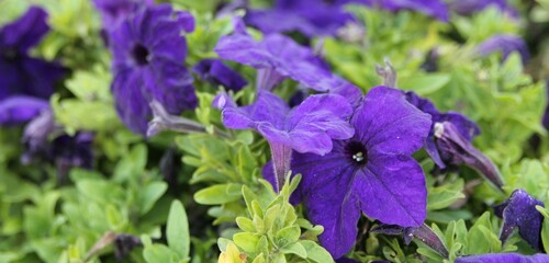 Petunia in the garden background image. 