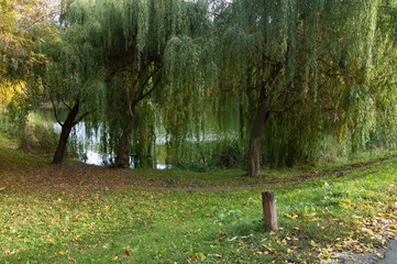 green lawn with the first yellow leaves, willows leaning over the water