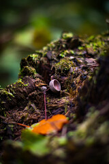 moss on the tree