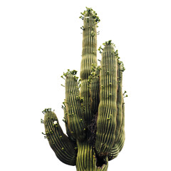 Cactus geïsoleerd op transparante achtergrond
