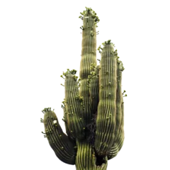 Foto op Plexiglas Cactus Cactus geïsoleerd op transparante achtergrond