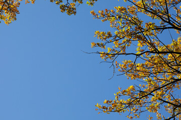 autumn leaves on the background of the sky