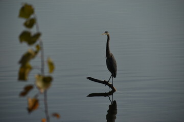 Symposium Victo Et Ses Oies 23 Octobre 2022