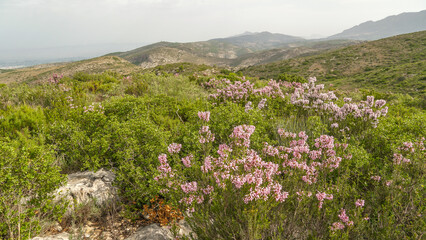Erica Multiflora L. El brezo de invierno,​ o bruguera ​ (Erica multiflora) es un arbusto de la...