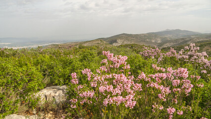Obraz premium Erica Multiflora L. El brezo de invierno,​ o bruguera ​ (Erica multiflora) es un arbusto de la familia de las ericáceas.