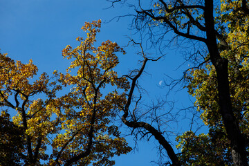 autumn leaves on the background of the sky