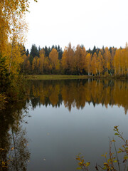 autumn in the forest