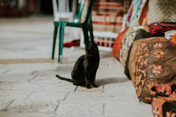 Cat in market, jerusalem, Israel