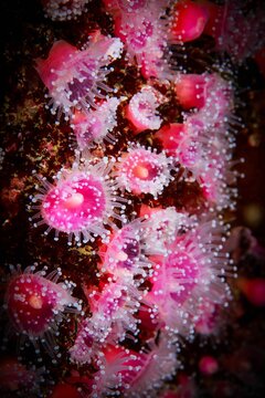 Vertical shot of a semi-transparent strawberry anemone attached to rocks