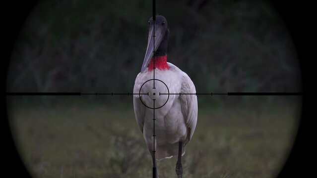 Jabiru Stork in Gun Rifle Scope. Wildlife Hunting. Poaching Endangered, Vulnerable, and Threatened Animals