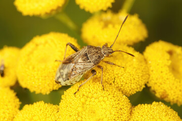 Closeup on a Stictopleurus punctatonervosus shiedlbug on a yellow Tansy flower