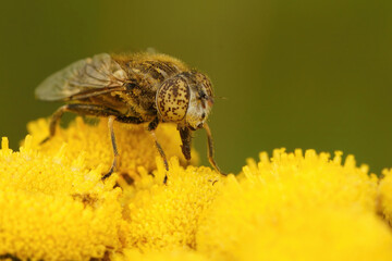 Closeup on the small spotty-eyed hoverfly, Eristalinus sepulchralis on a yellow Tansy flower, Tanacetum vulgare