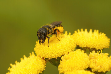 Closeup on a female Large-headed Armoured-Resin Bee, Large-headed Resin Bee, Herideas truncorum sitting on a Tansy flower