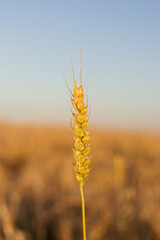 vertical image with wheat ear in golden wheat field