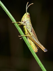 grasshopper on the grass