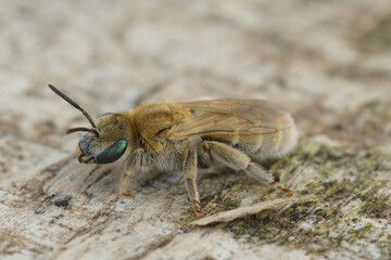 Closeup of a female of the Mealy Metallic-Furrow Bee, Vestitohalict pollinosus