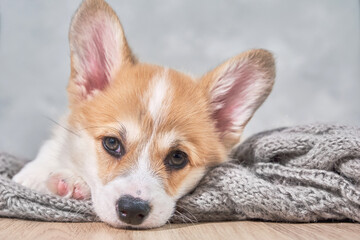 adorable little puppy welsh corgi pembroke laying on wool scarf and looking at the frame the large portrait. 2 months