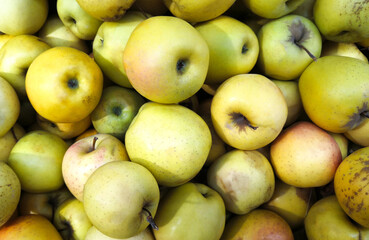 Lots of yellow-green apples. Autumn harvest of apples