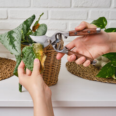 Woman gardener cuts wilted plants in a pot with garden scissors, home living room. Female hand with...