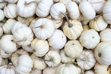 Pile of seasonal mini pumpkins at local farmers market